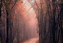 28圈体育：[网球]三届卫冕冠军斯维亚特克在多哈又进一步.